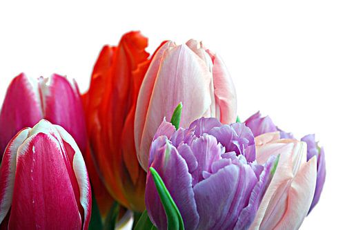 Ein Strauß Tulpen bei natürlichem Licht