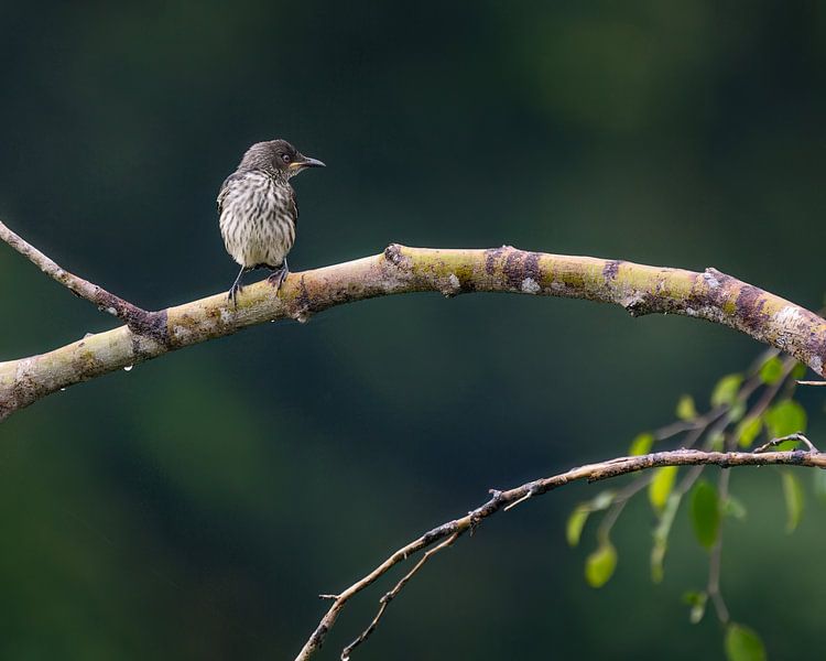 Ein malaiischer Purpurstar auf einem Ast im Wald von Singapur von Anges van der Logt