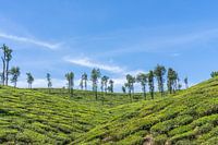 Thee plantage in India