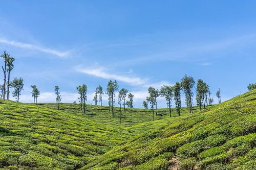 Tea plantation in India