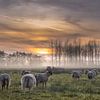 troupeau de moutons en fuite avec le soleil couchant sur Miranda Heemskerk