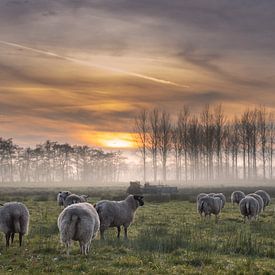 weglopende kudde schapen met ondergaande zon van Miranda Heemskerk