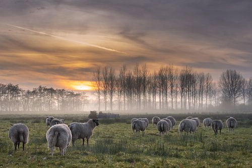 weglopende kudde schapen met ondergaande zon