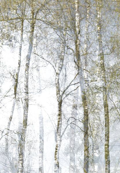Birch trees by Marian Steenbergen