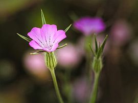 Bolderik by Rob Boon