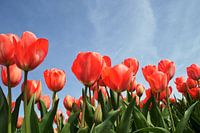 Farben des Frühlings