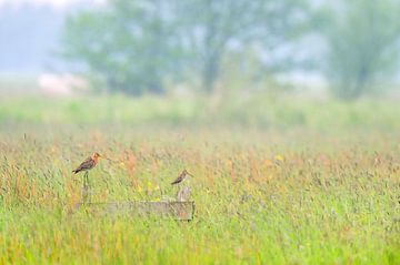 Black-tailed godwit (limosa limosa) and a Snipe in a meadow in Friesland. by Marcel van Kammen