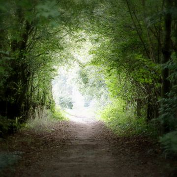 Trough the sheltering shade of the forest, into the light von Sandra Akkerman