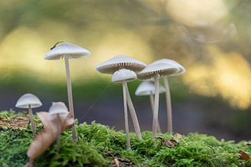 Stalk mushroom with backlight. by Janny Beimers