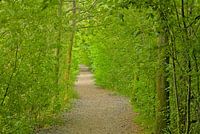 Wandepad door een groene tunnel