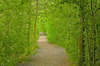 Walking path through a green tunnel