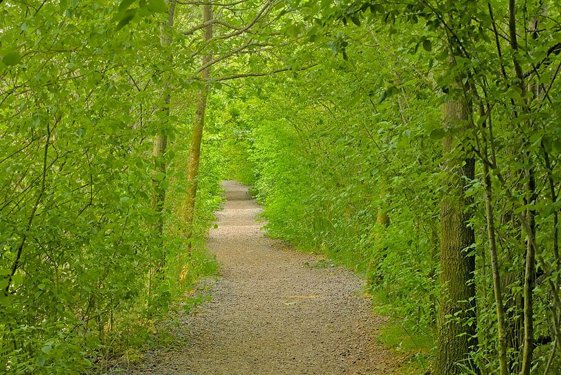 Spaziergang durch einen grünen Tunnel von Kristof Lauwers