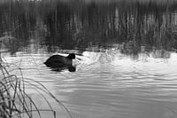 Eend in het water