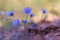 Liverwort