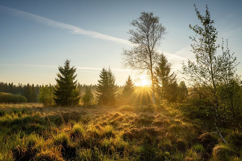 Brackvenn, Hohes Venn, Belgien von Alexander Ludwig