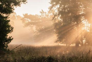 Se précipitant à travers la lande brumeuse sur Joris Pannemans - Loris Photography