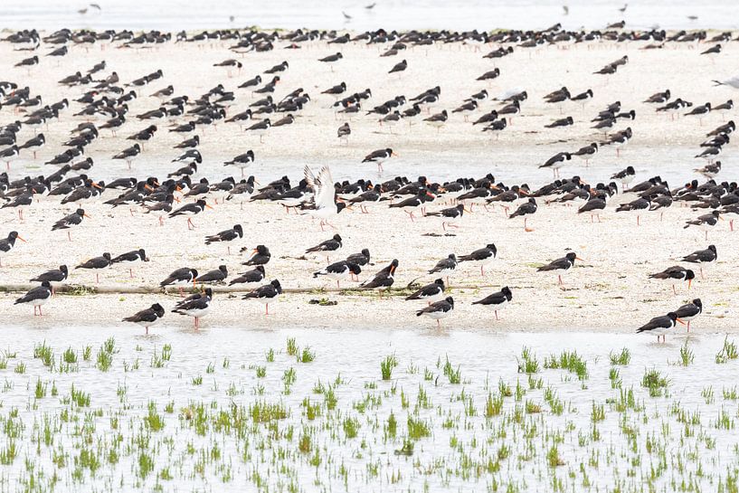 Scholeksters rusten bij zeekraal van Anja Brouwer Fotografie