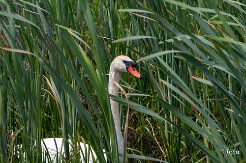 cygne dans les hautes herbes