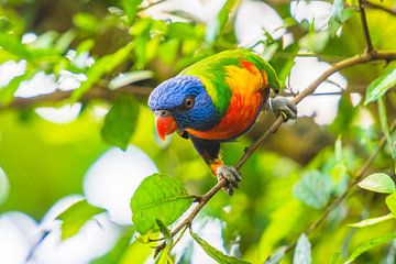 Regenbogen Lorikeet Papagei tropischer Vogel sitzend in einem Baum von Sjoerd van der Wal