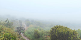 Sentier de randonnée mystique dans la brume à Madère sur Natalia Gebauer Studio