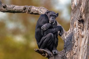 Chimpansee in een boom