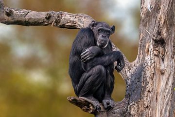 Chimpansee in een boom van Mario Plechaty Photography