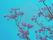 Paarse bloesem takken van de Jacaranda boom van Rietje Bulthuis thumbnail
