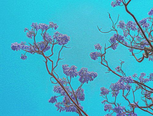 Paarse bloesem takken van de Jacaranda boom