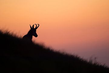 Chamois ( Rupicapra rupicapra ) lying, resting in grass of an alpine meadow, silhouetted against pur