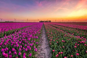 Tulpenveld in Flevoland van Dennisart Fotografie