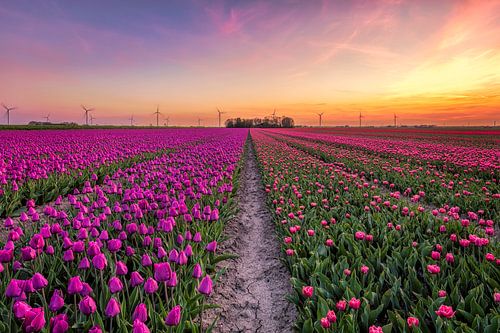 Tulpenveld in Flevoland