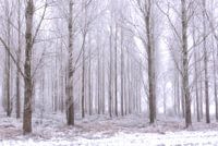 Bomen in rijp.