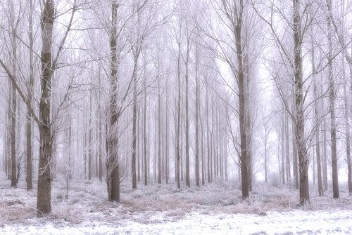 Bomen in rijp.