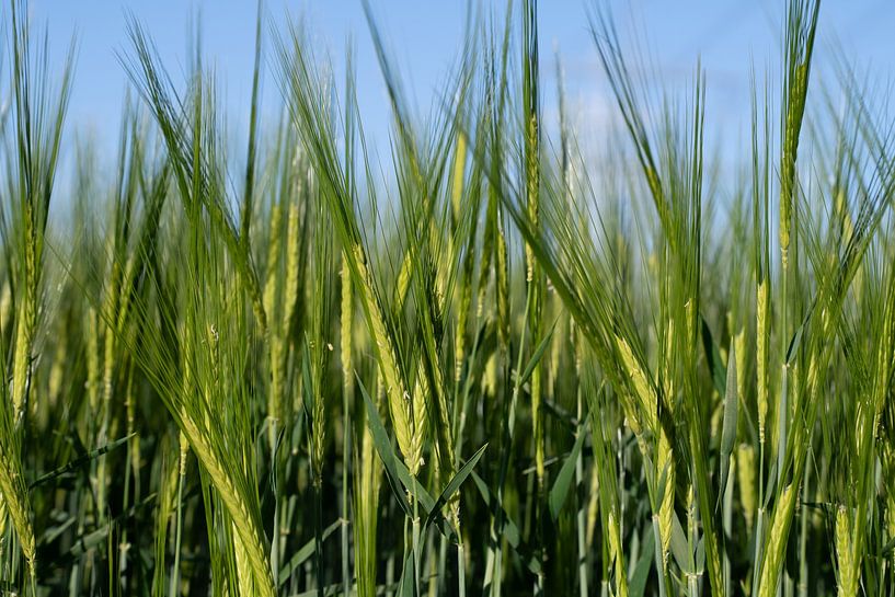 Grüne Gerste im Sommer von Ulrike Leone