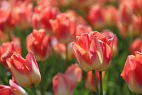 Tulps