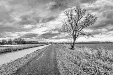 Black and white photo of a bare tree in a rural area by Ruud Morijn