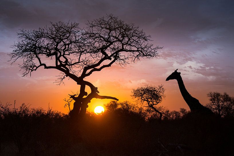 Giraffe in de zonsondergang van Thomas Froemmel