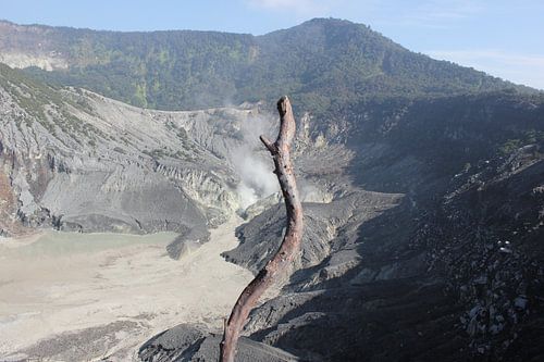 Indonesië: Eenzame tak