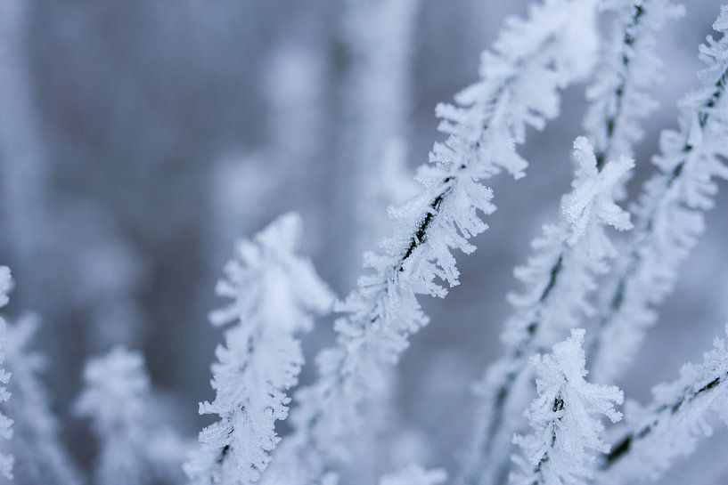 snowflake, detail of a winter photo by Karijn | Fine art Natuur en Reis Fotografie