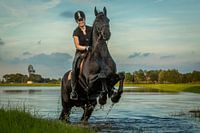 Fries paard Weidum 