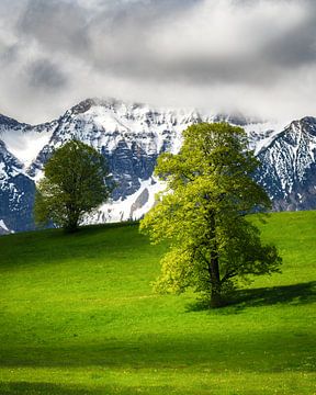 Two lonely trees in spring in the Allgäu in front of snow covered alps near Füssen