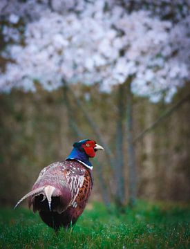 Pheasant among the blossoms in the Máxima Park by Capturedby_Kim