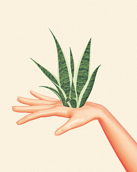 La main sanseveria