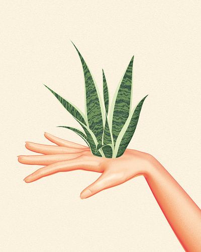 Hand sanseveria