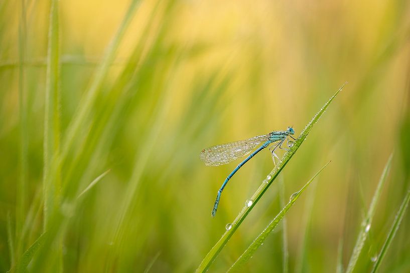 Little lady in green by Moetwil en van Dijk - Fotografie