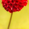 Red dahlia flower by Tot Kijk Fotografie: natuur aan de muur