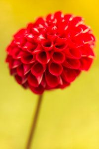 Fleur de dahlia rouge