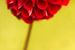 Fleur de dahlia rouge sur Tot Kijk Fotografie: natuur aan de muur
