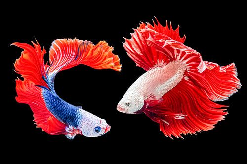 Nederlandse Sluierstaarten