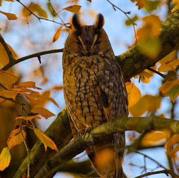 Waldohreule im Herbst von Frank van Kooten